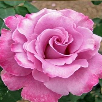 Алмазная мозаика "Розовая роза" L 173 фото, картинки