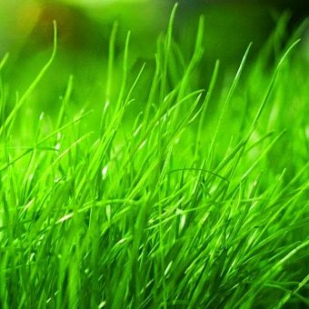 Отдушка "Зеленые травы" 10 мл. фото, картинки